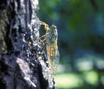 Tanna sozanensis / Chen Chen-Hsiang