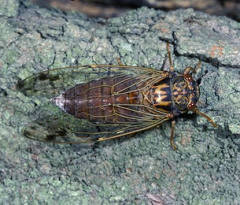 Taiwanosemia hoppoensis / Chen Chen-Hsiang