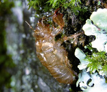 Euterpnosia alpina/ Chen Chien-Hung