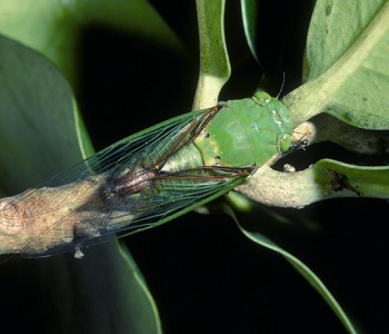 Nipponosemia virescens/ Chen Chen-Hsiang