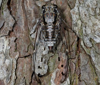 Purana gigas / Kinmen National Park Headquarters