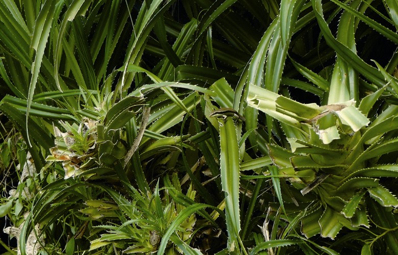 綠島的長尾真稜蜥非常喜歡在林投樹上活動和休息 林德恩攝