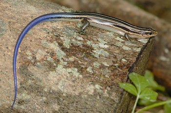 麗紋石龍子（Plestiodon elegans ）為臺灣常見蜥蜴，也是大家最耳熟能詳、印象最深的蜥蜴之一，臺灣全島都有，也是海拔分布最廣的蜥蜴，從海平面到2,500公尺都有 林德恩攝