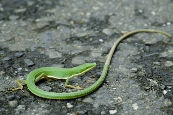 全身翠綠色的梭德氏草蜥(Takydromus sauteri )主要分布於屏東墾丁及蘭嶼,是臺灣原生種草蜥中最稀有的種類。 林德恩攝