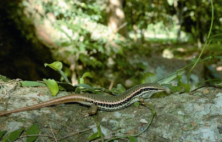 股鱗蜓蜥 汪仁傑攝