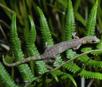 半葉趾蝎虎 汪仁傑攝