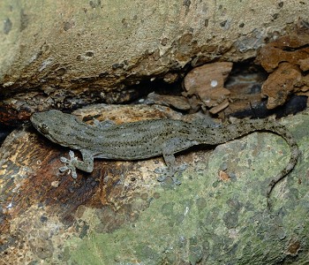 疣尾蝎虎 汪仁傑攝