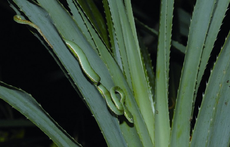 青竹絲 汪仁傑攝