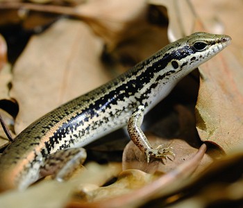 股鱗蜓蜥 汪仁傑攝