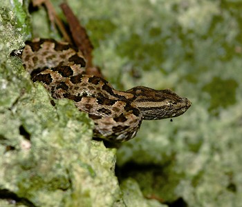 龜殼花 汪仁傑攝