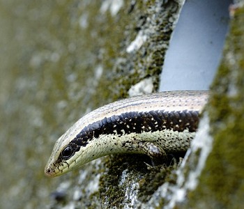 長尾真稜蜥 汪仁傑攝