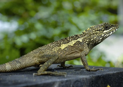 斯文豪氏攀蜥（公） 汪仁傑攝