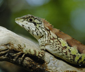 斯文豪氏攀蜥（母） 汪仁傑攝