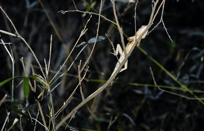 停在樹枝上睡覺的斯文豪氏攀蜥 汪仁傑攝