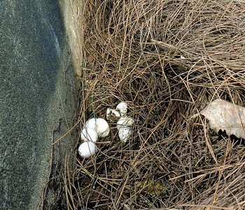 長尾真稜蜥的蛋 汪仁傑攝