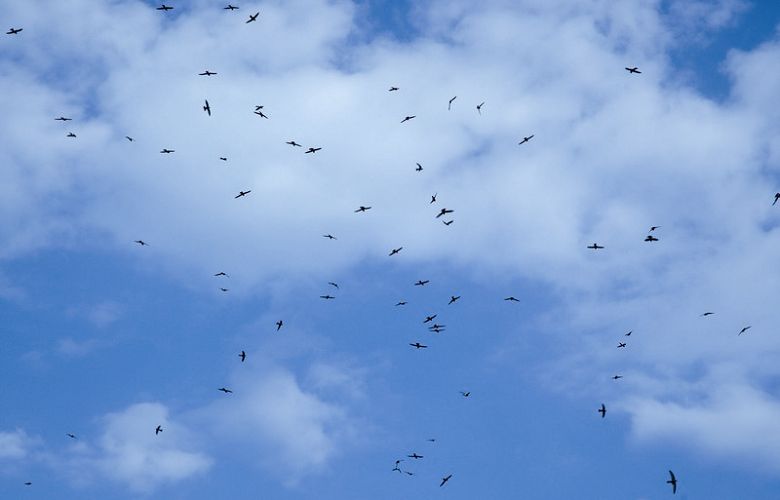 太魯閣台地上空的小雨燕  林茂耀攝