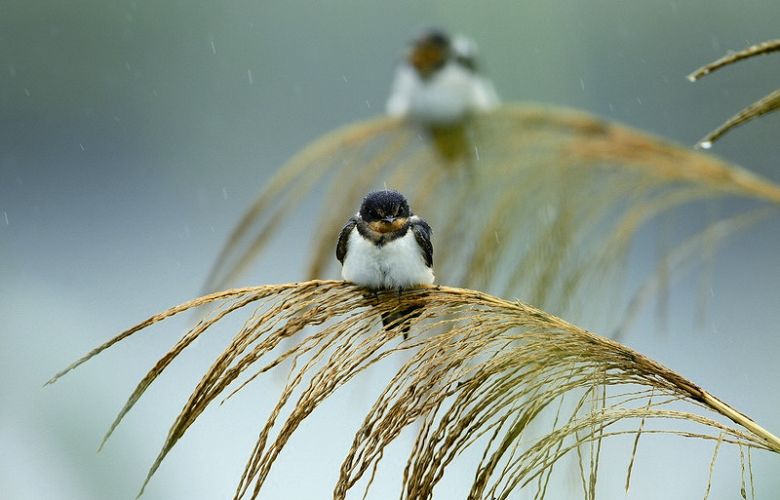家燕 邱盧素蘭攝