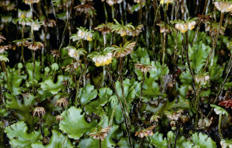 地錢(Marchantia polymorpha ,地錢科)雌性個體。地錢分布在臺灣中部的中至高海拔地區 胡哲明攝
