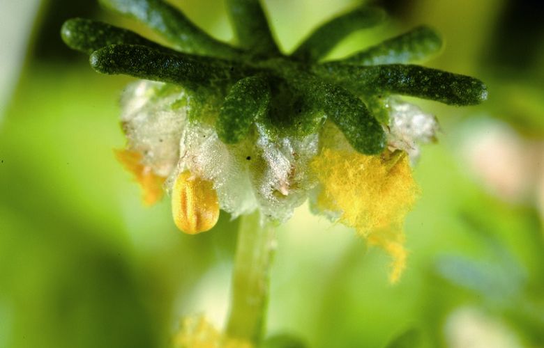 地錢(Marchantia polymorpha ,地錢科)雌性個體的傘頂有指狀分叉。指狀構造下的黃色團狀物是孢子囊 胡哲明攝