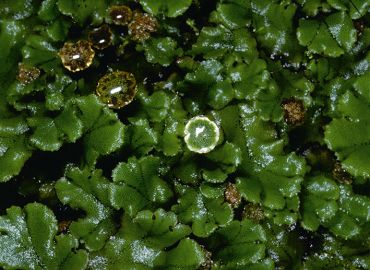 地錢（Marchantia polymorpha ，地錢科）雄性個體，精子藉著傘頂表面的水層向雌配子支前進 胡哲明攝