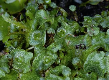 粗裂地錢(Marchantia paleacea ),分布於溪頭、梅峰、阿里山等地 胡哲明攝