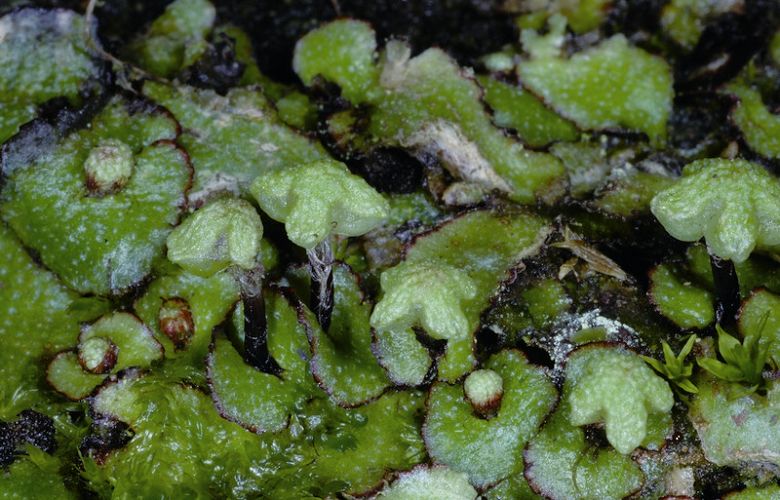 石地錢(Reboulia hemisphaerica ,多室石地錢科),臺灣各地皆有分布,如陽明山、溪頭、梅峰、阿里山等地。片體邊緣紫紅色,雌配子枝的傘頂有5裂 胡哲明攝