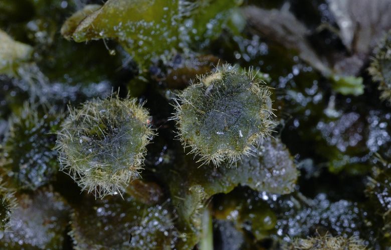 毛地錢(Dumortiera hirsuta ,地錢科),分布在臺灣北到南的低至高海拔地區,陽明山、玉山、墾丁國家公園皆可見到。如天鵝絨般全株有毛 胡哲明攝