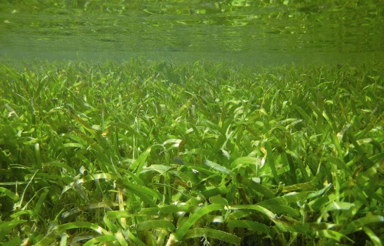 斑葉海兔生長在東沙海草床 蘇俊育攝