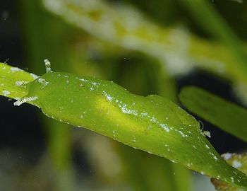 斑葉海兔 汪秀敏攝