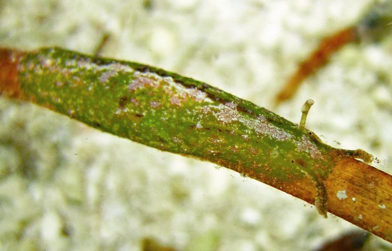 海兔頭頂上的一對嗅角好像陸地上的兔子，因此被稱為海兔 蘇俊育攝