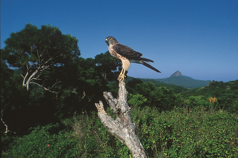 墾丁大尖山與赤腹鷹　許晉榮攝
