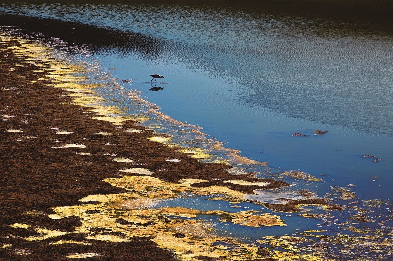 塭仔之美 洪武雄攝