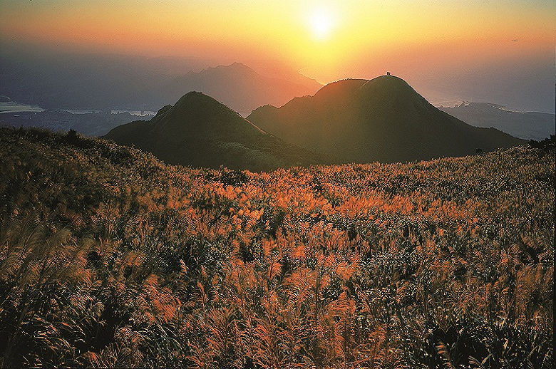 大屯秋芒 王子登攝