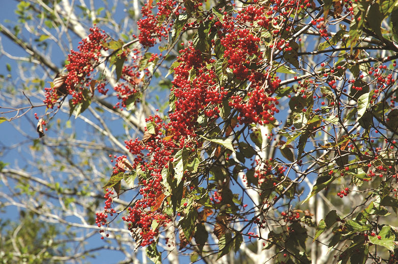 呂宋莢蒾 林茂耀攝