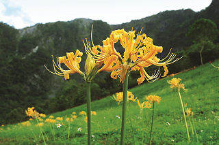 金花石蒜 林茂耀攝