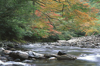 七家灣溪楓紅 俞錚皞攝