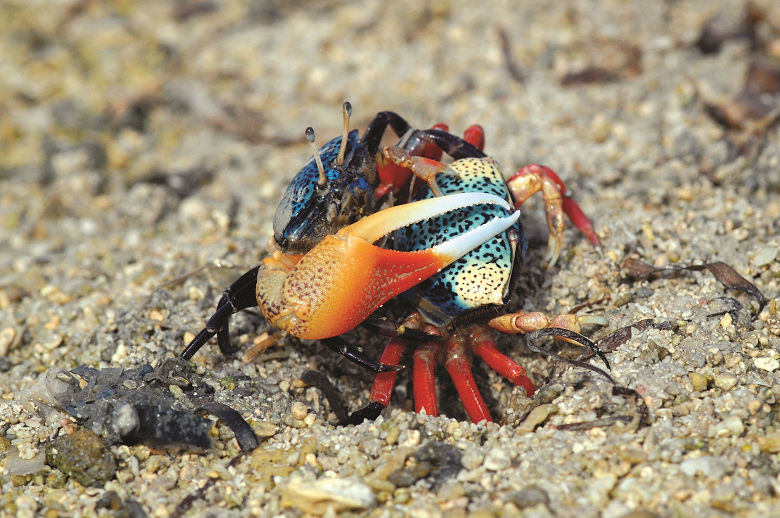 四角招潮蟹 洪登富攝