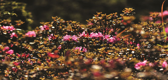 紅毛杜鵑是火災後的先驅樹種，總能在森林火災後迅速恢復生機／沈美慧攝