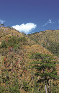 森林大火後的林相／吳志學攝