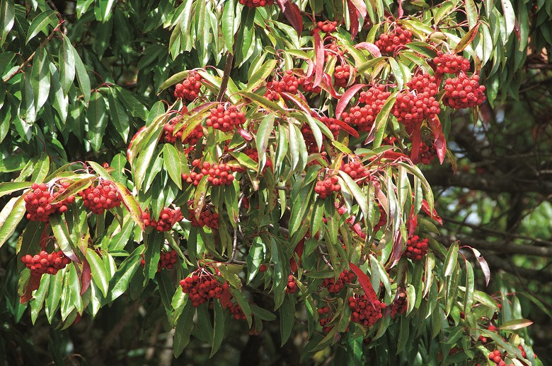 玉山假沙梨／林茂耀攝