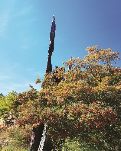 玉山假沙梨／吳志學攝