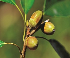 青剛櫟殼斗上的同心環很明顯／羅乾烽攝