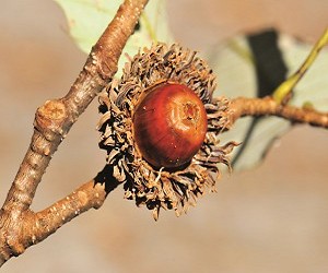 栓皮櫟的殼斗由線狀鱗片組成，像極了可愛的鳥窩／羅乾烽攝