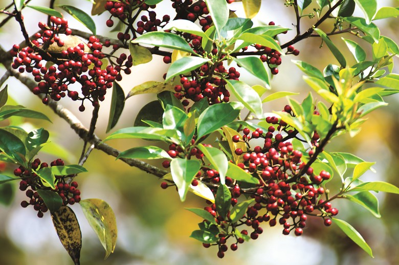 鐵冬青名副其實,冬天依然綠葉長青,豔紅漿果則是滿滿點綴枝頭/需仁攝
