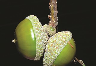 圓扁造型是小西式石櫟的一大特色/羅乾烽攝