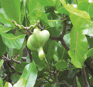 棋盤腳果／墾管處提供-1