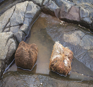 棋盤腳果／墾管處提供-2