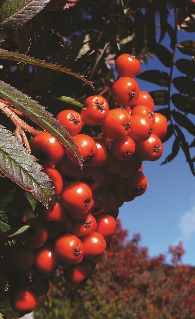 巒大花楸的果實在9~10月成熟，鮮豔飽滿／吳文哲攝