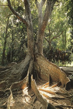 銀葉樹板根和果實／墾管處提供
