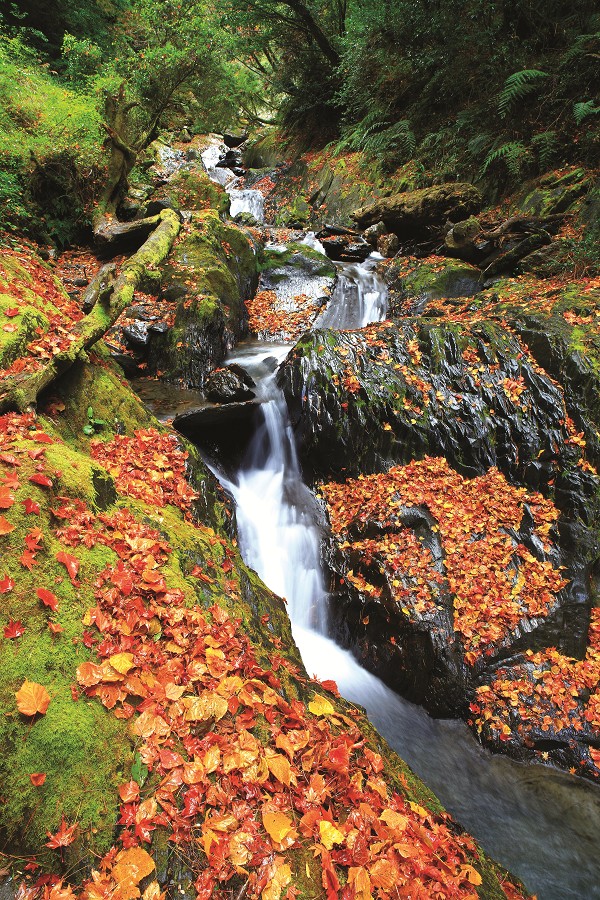 楓紅／吳志學攝